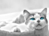 Modrooká mačka